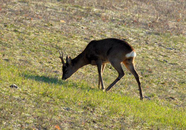 Il Capriolo